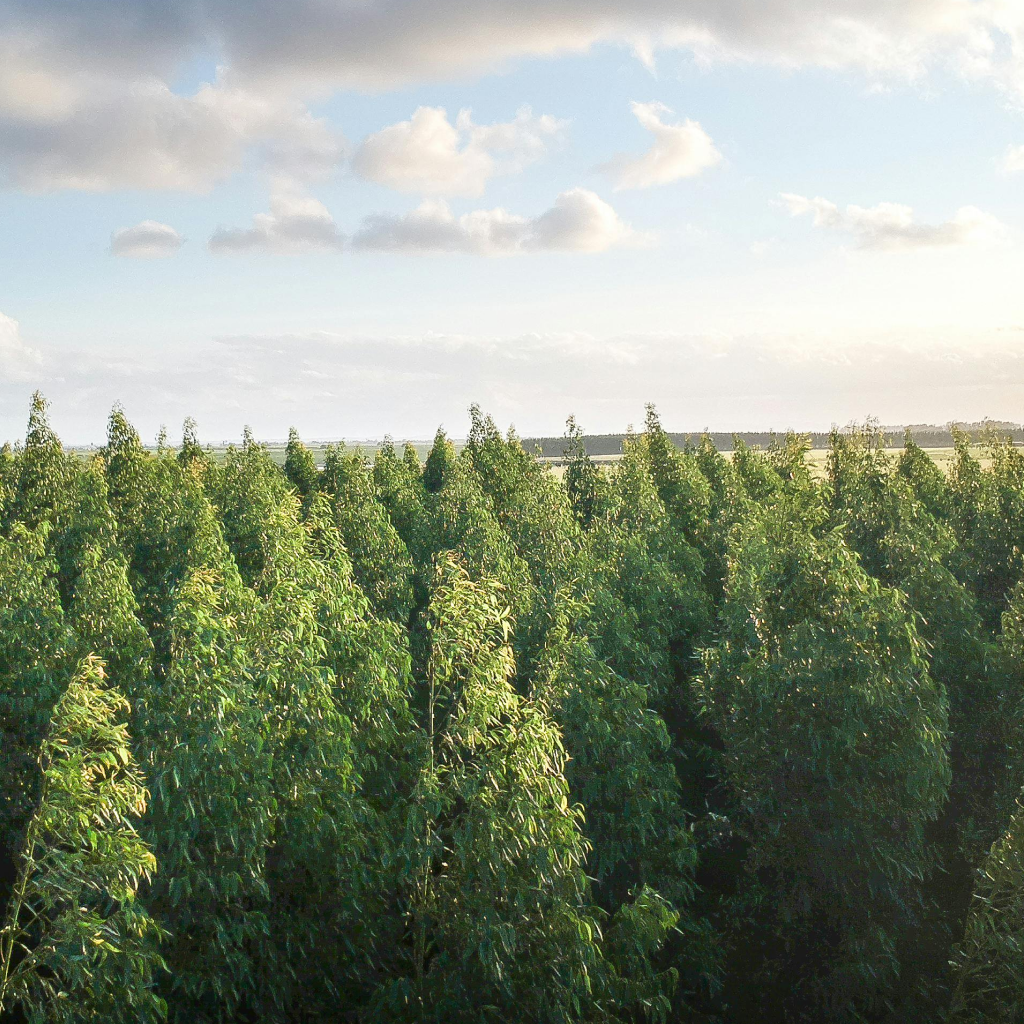 metsakinnistute ost Saaremaal ja Hiiumaal, kinnistute hinnad Saaremaal