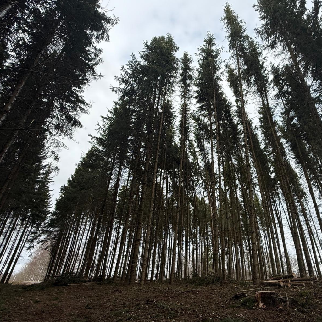 raieõiguse ost saaremaal, raieõiguse ost